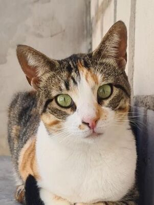Viernes geb. April 2022, Europäisch Kurzhaar - Katze