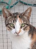 Viernes geb. April 2022, Europäisch Kurzhaar - Katze