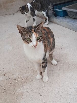 Viernes geb. April 2022, Europäisch Kurzhaar - Katze