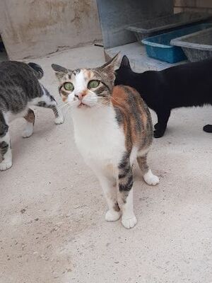 Viernes geb. April 2022, Europäisch Kurzhaar - Katze