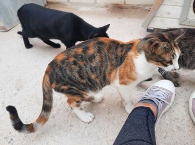 Viernes geb. April 2022, Europäisch Kurzhaar - Katze