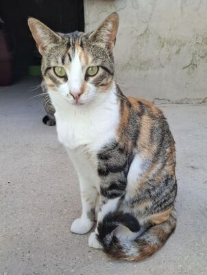Viernes geb. April 2022, Europäisch Kurzhaar - Katze