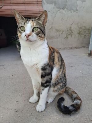 Viernes geb. April 2022, Europäisch Kurzhaar - Katze