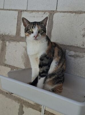 Viernes geb. April 2022, Europäisch Kurzhaar - Katze