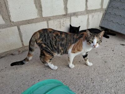 Viernes geb. April 2022, Europäisch Kurzhaar - Katze