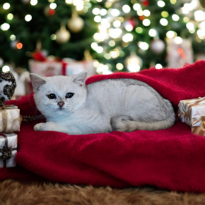 Viktoria, Britisch Kurzhaar Jungtier - Katze