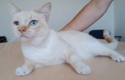 Vincent -Schmusekater sucht seine Familie, Thai-Siam-Mix - Kater