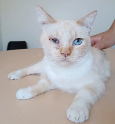 Vincent -Schmusekater sucht seine Familie, Thai-Siam-Mix - Kater