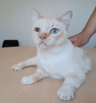 Vincent -Schmusekater sucht seine Familie, Thai-Siam-Mix - Kater