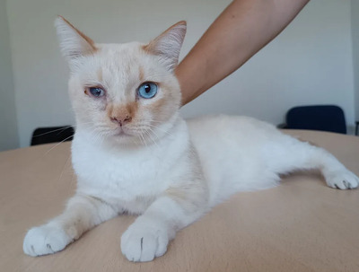 Vincent -Schmusekater sucht seine Familie, Thai-Siam-Mix - Kater