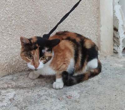 Violetta - Liebenswertes Katzenmädchen, ca. 5 Jahre, Mischling - Katze