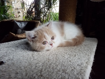Violetta und Valeria Mon petit Bijou, Exotic Shorthiar (Perser kurzhaar) mit Stammbaum Jungtier - Katze