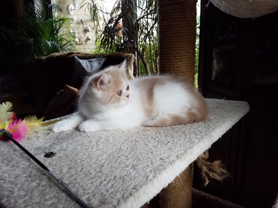 Violetta und Valeria Mon petit Bijou, Exotic Shorthiar (Perser kurzhaar) mit Stammbaum Jungtier - Katze