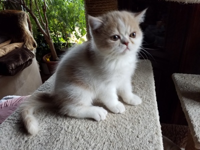 Violetta und Valeria Mon petit Bijou, Exotic Shorthiar (Perser kurzhaar) mit Stammbaum Jungtier - Katze