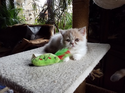 Violetta und Valeria Mon petit Bijou, Exotic Shorthiar (Perser kurzhaar) mit Stammbaum Jungtier - Katze