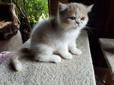 Violetta und Valeria Mon petit Bijou, Exotic Shorthiar (Perser kurzhaar) mit Stammbaum Jungtier - Katze