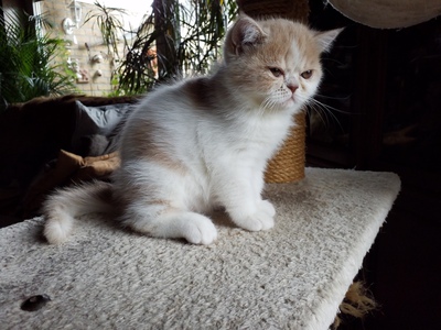 Violetta und Valeria Mon petit Bijou, Exotic Shorthiar (Perser kurzhaar) mit Stammbaum Jungtier - Katze