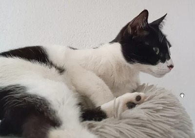 Vito - clever Geschichtenerzähler, EKH - Kater