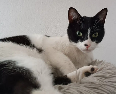 Vito - clever Geschichtenerzähler, EKH - Kater