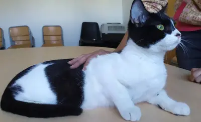 Vito - clever Geschichtenerzähler, EKH - Kater