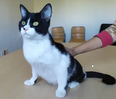 Vito - clever Geschichtenerzähler, EKH - Kater