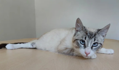 Volcán - schüchtern, wunderschön und sehr verschmust, Thai-Siam-Mix Jungtier - Kater 1
