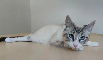 Volcán - schüchtern, wunderschön und sehr verschmust, Thai-Siam-Mix Jungtier - Kater
