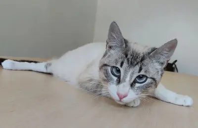 Volcán - schüchtern, wunderschön und sehr verschmust, Thai-Siam-Mix Jungtier - Kater