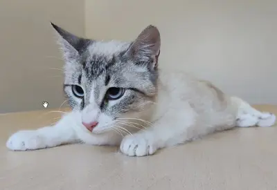 Volcán - schüchtern, wunderschön und sehr verschmust, Thai-Siam-Mix Jungtier - Kater