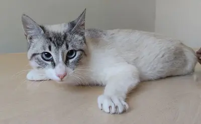 Volcán - schüchtern, wunderschön und sehr verschmust, Thai-Siam-Mix Jungtier - Kater