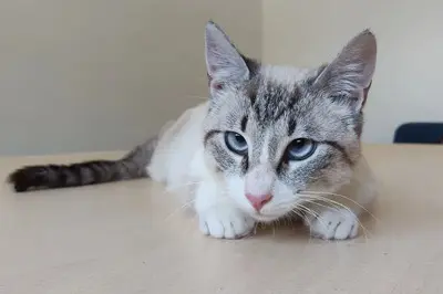 Volcán - schüchtern, wunderschön und sehr verschmust, Thai-Siam-Mix Jungtier - Kater