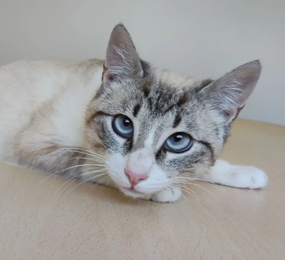 Volcán - schüchtern, wunderschön und sehr verschmust, Thai-Siam-Mix Jungtier - Kater