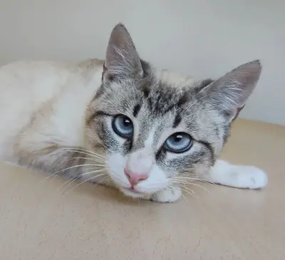 Volcán - schüchtern, wunderschön und sehr verschmust, Thai-Siam-Mix Jungtier - Kater