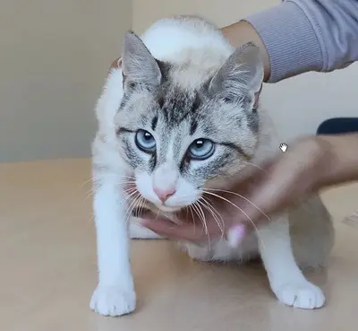 Volcán - schüchtern, wunderschön und sehr verschmust, Thai-Siam-Mix Jungtier - Kater