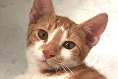 Voltaire - Sanfte Samtpfote, ca. 4 Monate, Mischling Jungtier - Katze