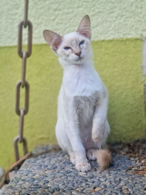 Von Glendale, Siam Katze Jungtier - Katze