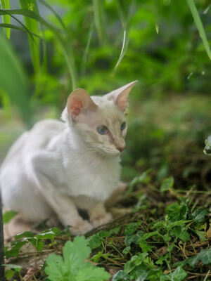 Von Glendale, Siam Katze Jungtier - Katze