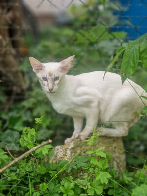 Von Glendale, Siam Katze Jungtier - Katze