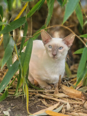 Von Glendale, Siam Katze Jungtier - Katze