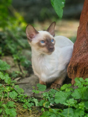 Von Glendale, Siam Katze Jungtier - Katze