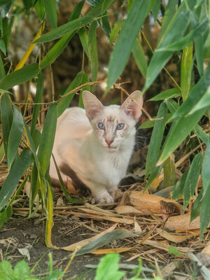 Von Glendale, Siam Katze Jungtier - Katze