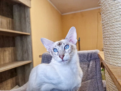 Von Glendale, Siamkatze Jungtier - Katze