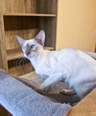 Von Glendale, Siamkatze Jungtier - Katze