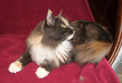 Vylie of Curious Coons, Main Coon - Katze