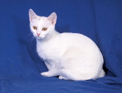 WHITNEY - R E S E R V I E R T !!!!! freundlich und verschmust, fröhlich, neugierig, verspielt, hundeverträglich, Mischling - Katze