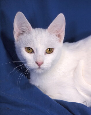 WHITNEY - R E S E R V I E R T !!!!! freundlich und verschmust, fröhlich, neugierig, verspielt, hundeverträglich, Mischling - Katze