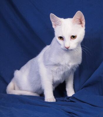 WHITNEY - R E S E R V I E R T !!!!! freundlich und verschmust, fröhlich, neugierig, verspielt, hundeverträglich, Mischling - Katze