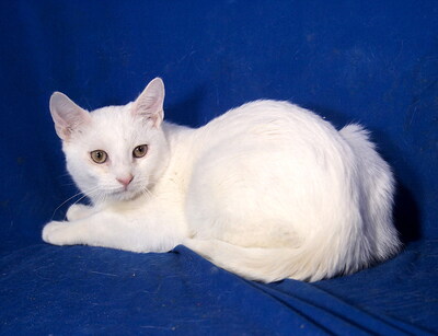WILLY - sehr lieb und fröhlich, verschmust, neugierig, verspielt, hundeverträglich, Mischling - Kater