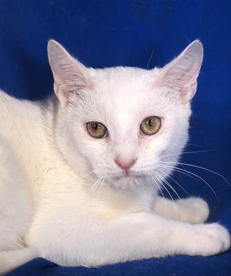 WILLY - sehr lieb und fröhlich, verschmust, neugierig, verspielt, hundeverträglich, Mischling - Kater