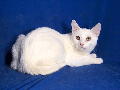 WILLY - sehr lieb und fröhlich, verschmust, neugierig, verspielt, hundeverträglich, Mischling - Kater